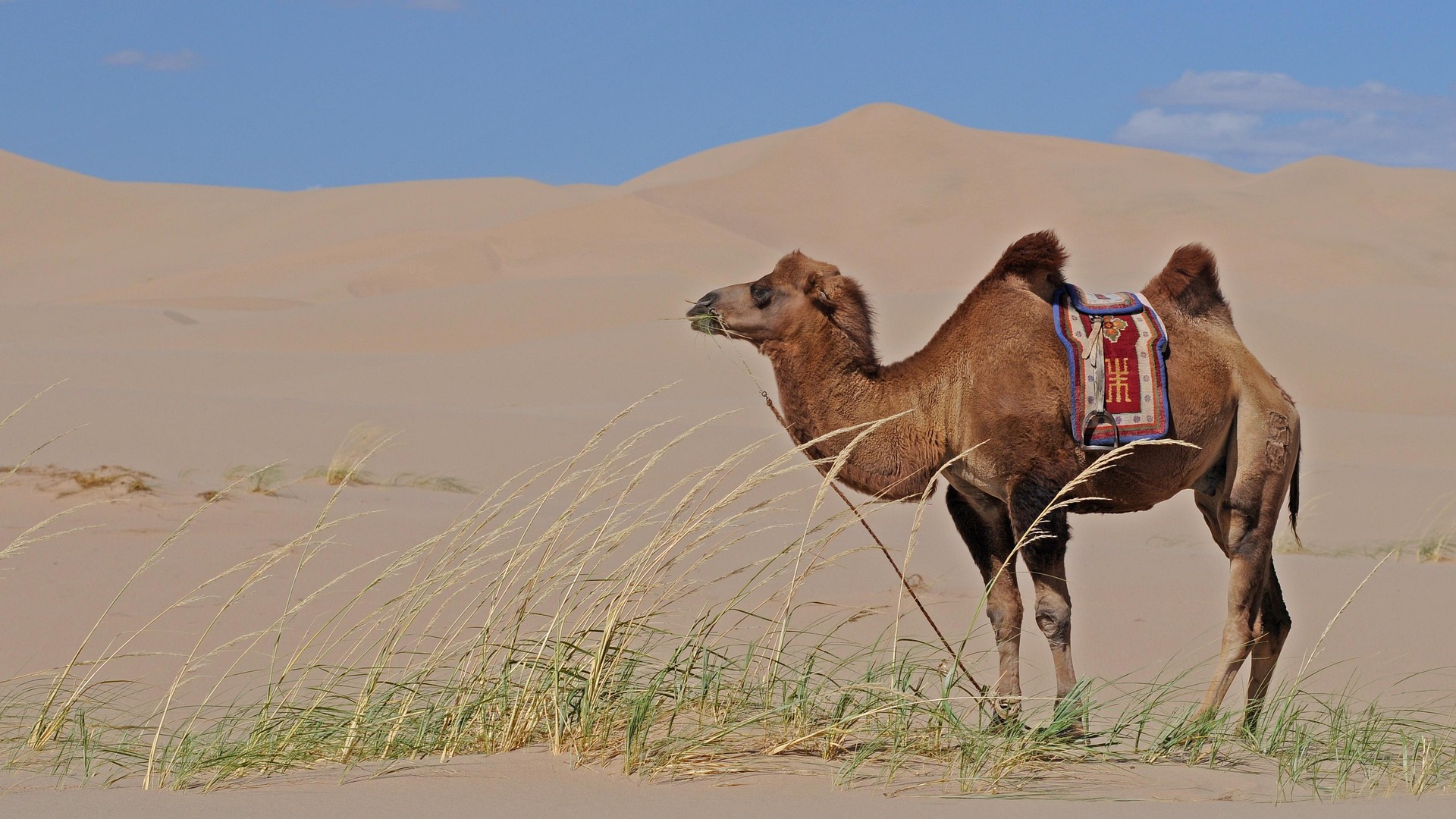 Camel illustration
