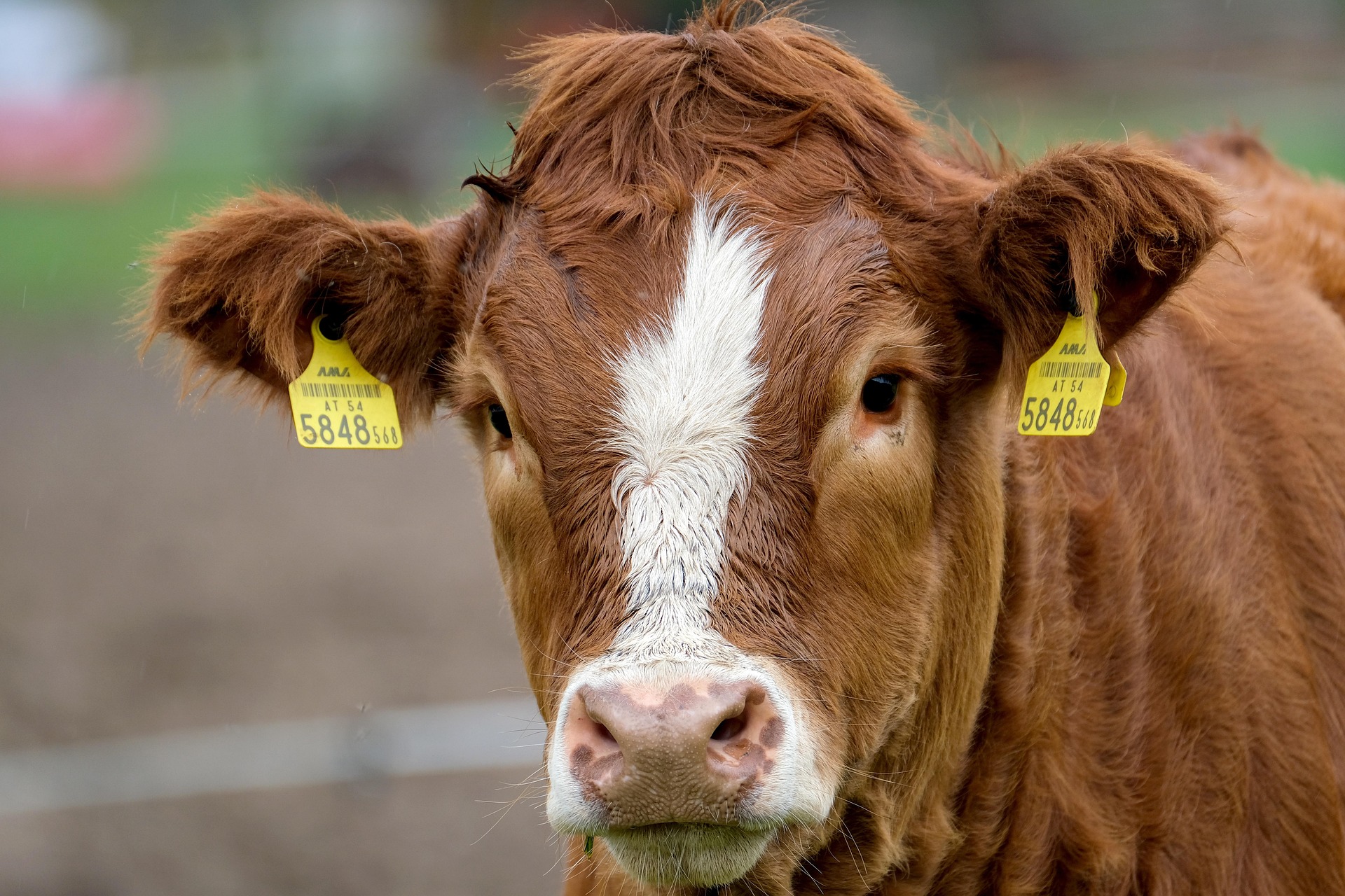 Cow illustration